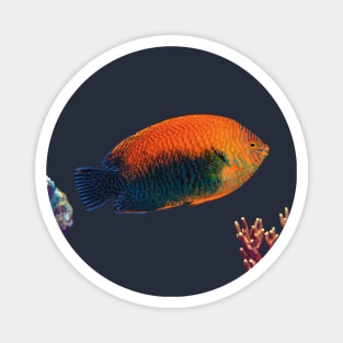 Potter’s Angelfish, Hawaii Magnet